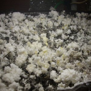 DSCN1443