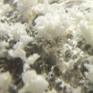 DSCN1447