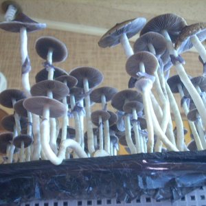 DSCN1451