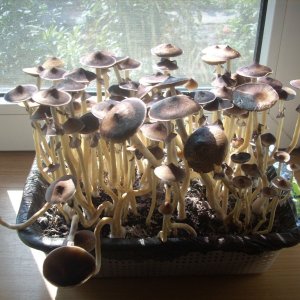 DSCN1454