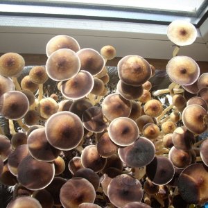 DSCN1456