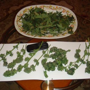 DSC05320