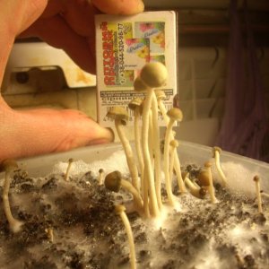 Panaeolus Cambodginiensis