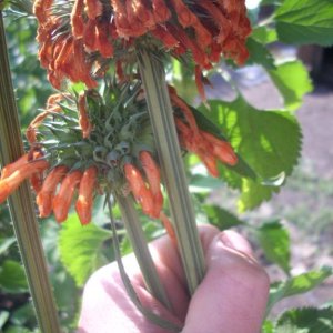 DSCN1464