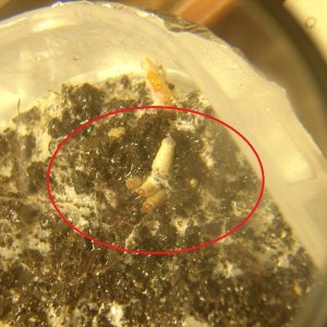 Psilocybe galindoi "Georgia ATL#7