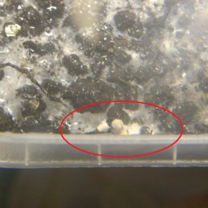 Psilocybe galindoi "Georgia ATL#7 (1)
