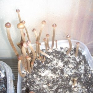 Psilocybe Galindoi "georgia Atl#7 Плодовые Тела (часть2)