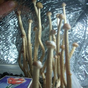Psilocybe Galindoi "georgia Atl#7 Плодовые Тела (часть2)