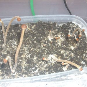 Галиндии! Psilocybe galindoi "Georgia ATL#7
