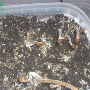 Галиндии! Psilocybe galindoi "Georgia ATL#7