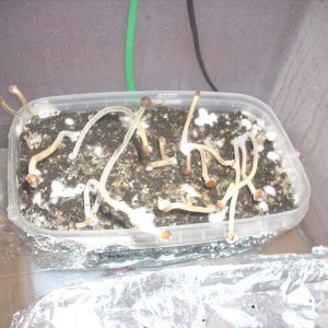 Psilocybe galindoi "Georgia ATL#7