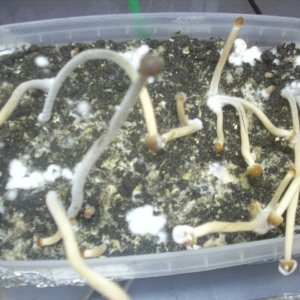 Psilocybe galindoi "Georgia ATL#7