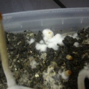 Psilocybe galindoi "Georgia ATL#7