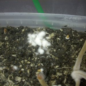 Psilocybe galindoi "Georgia ATL#7