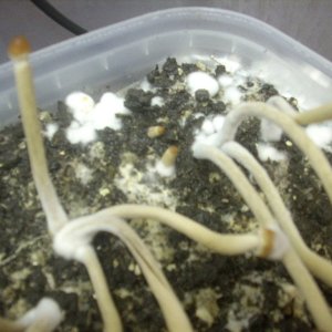 Psilocybe galindoi "Georgia ATL#7