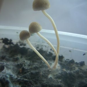 Panaeolus Cambodginiensis