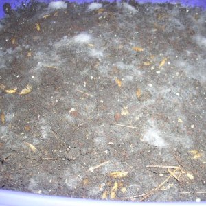 DSCN1537