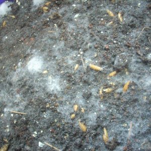 Panaeolus Cambodginiensis