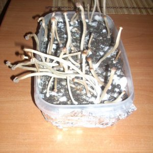 DSCN1542