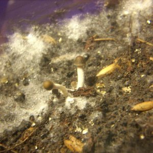 Panaeolus Cambodginiensis