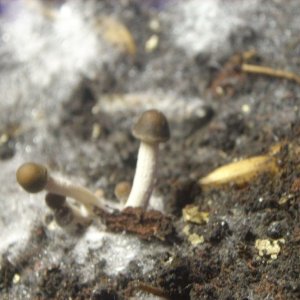 Panaeolus Cambodginiensis