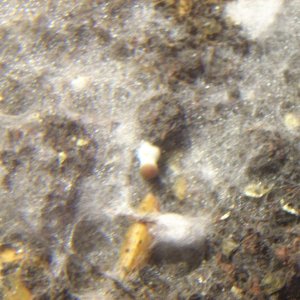 Panaeolus Cambodginiensis