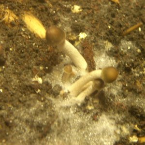 DSCN1552