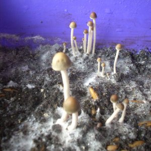 DSCN1557