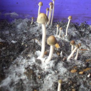 DSCN1558