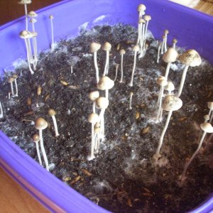 Panaeolus Cambodginiensis