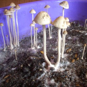 Panaeolus Cambodginiensis