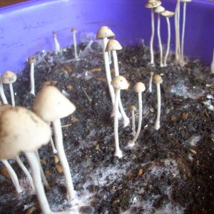 Panaeolus Cambodginiensis