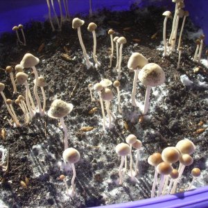 Panaeolus Cambodginiensis