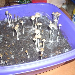 Panaeolus Cambodginiensis