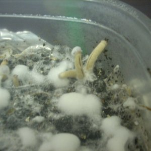 Psilocybe galindoi "Georgia ATL#7