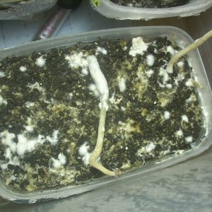 Psilocybe galindoi "Georgia ATL#7