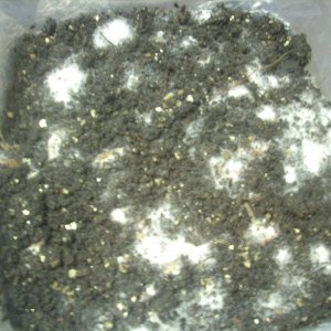 Psilocybe galindoi "Georgia ATL#7