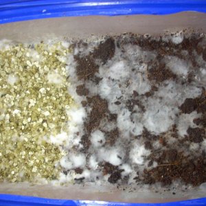Psilocybe Galindoi "georgia Atl#7