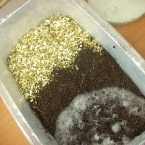 mexicana jalisco