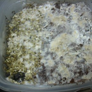 Psilocybe Galindoi "georgia Atl#7