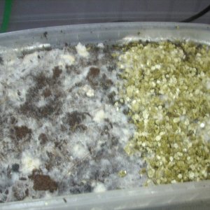 Psilocybe Galindoi "georgia Atl#7