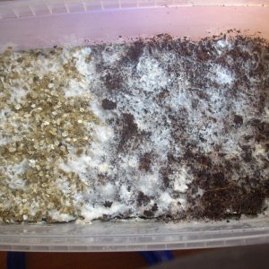 Psilocybe Galindoi "georgia Atl#7