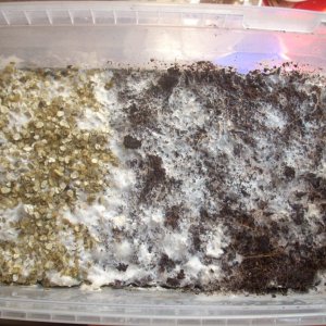 Psilocybe Galindoi "georgia Atl#7