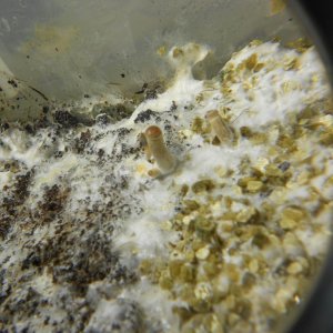 Psilocybe Galindoi "georgia Atl#7