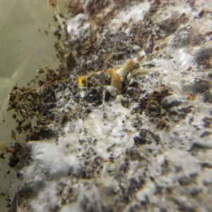 Psilocybe Galindoi "georgia Atl#7
