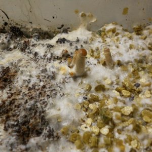 Psilocybe Galindoi "georgia Atl#7