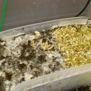 Psilocybe Galindoi "georgia Atl#7