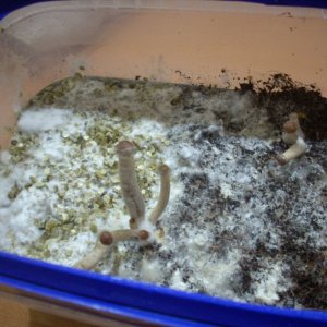 Psilocybe Galindoi "georgia Atl#7