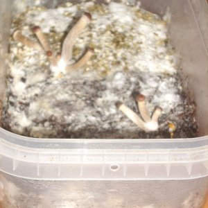 Psilocybe Galindoi "georgia Atl#7