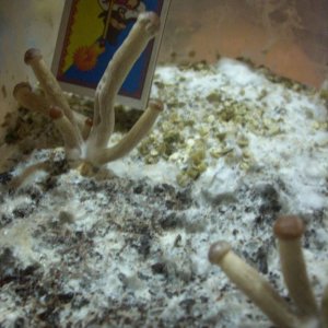 Psilocybe Galindoi "georgia Atl#7